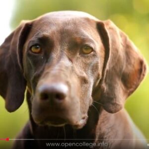 Scent-Dog-Training-Course