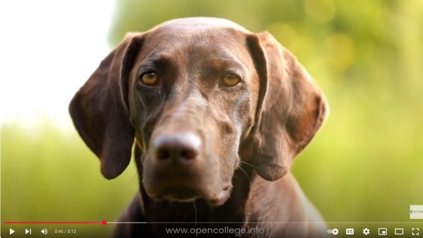 Scent-Dog-Training-Course