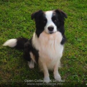 Sheep-Dog-Training-Course
