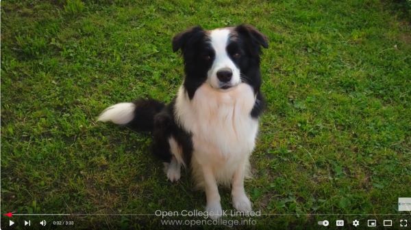 Sheep-Dog-Training-Course