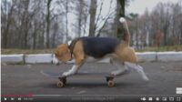 Dog-Fitness-Training-Course