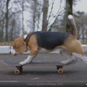 Dog-Fitness-Training-Course