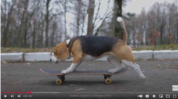 Dog-Fitness-Training-Course