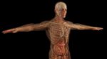 Autophagy-cell-repair-training-course