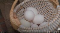 Raising-Chickens-Course
