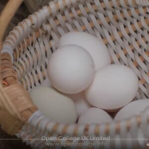 Raising-Chickens-Course