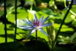 Quantum-Healing-Therapy-Course-Study-and-Qualify-At-Home