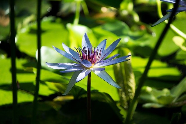 Quantum-Healing-Therapy-Course-Study-and-Qualify-At-Home