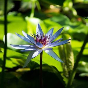 Quantum-Healing-Therapy-Course-Study-and-Qualify-At-Home