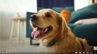 Canine-Hydrotherapy-Diploma-Course